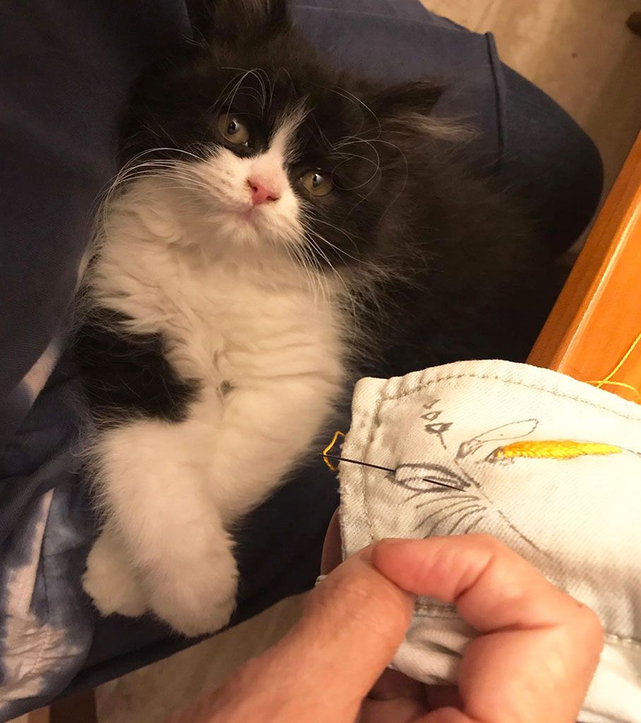 mi gatito Oreo
