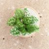 mini broche sansiverias